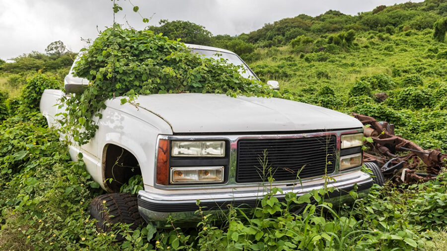Truck in a bush